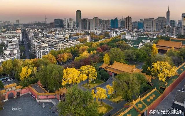 “西红柿炒蛋树”排队？快来秦淮开启“金黄时刻”！