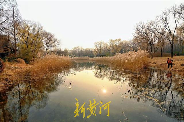 冬日芦苇别样美