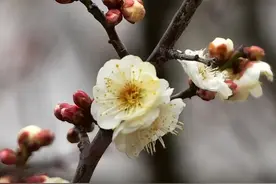 青岛春日花海预报：赏花地图已备，只待花开时图片