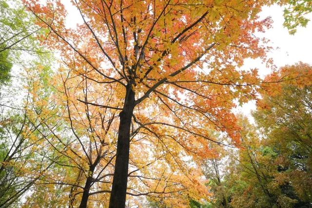 余杭初冬藏不住！这些秘境绝美~