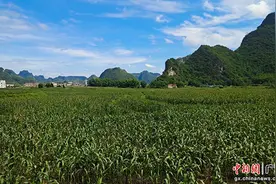 南宁马山县永州镇：玉米制种托起农民增收“金”产业图片