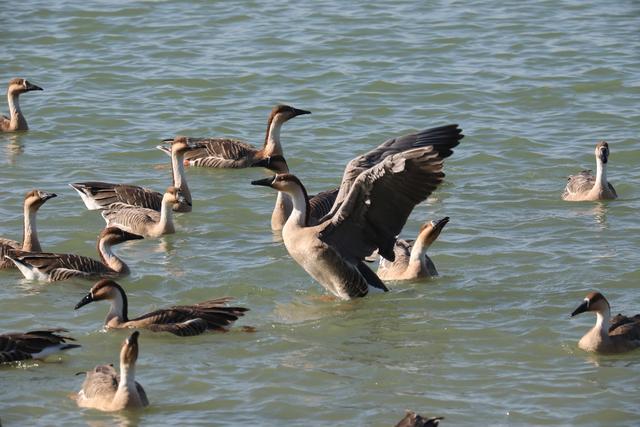 南海子公园鸿雁群飞
