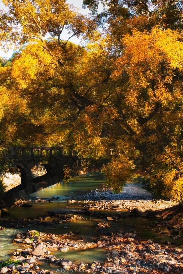 美“枫”了！九峰村迎来颜值巅峰！