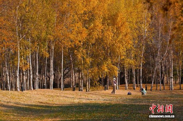 黑龙江哈尔滨：市民漫步白桦林感受深秋之美