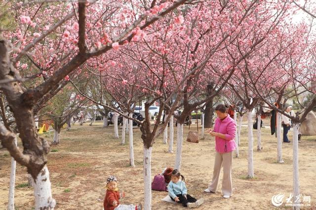 梅花绽放春意浓 游人如织景怡人 泰安高新区凤凰河公园成为春日休闲好去处