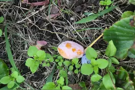 白果、桂花别瞎吃！松江绿化部门提醒：误食容易中毒，乱摘涉嫌违法图片