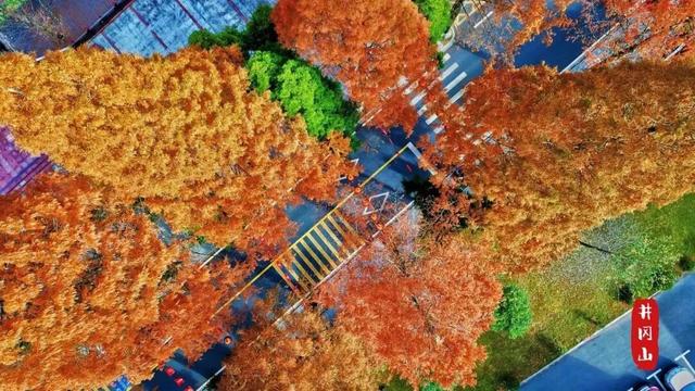 白露染秋色，井冈山秋日氛围感即将拉满！