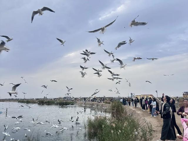 走！去乌梁素海看海鸥