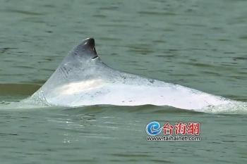 10头中华白海豚成为“厦门生态市民”