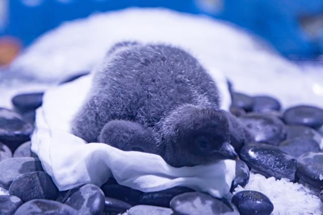 耀雪、海昌双园焕新升级，解锁临港冬日度假新玩法