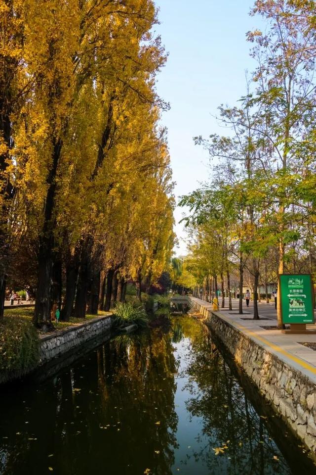 当立冬遇见金秋，北京动物园赏秋打卡攻略