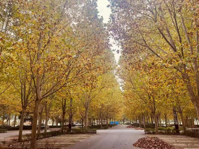 走，到郑州航空港“捡秋”去！丨港视角