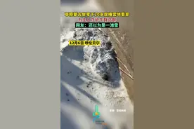 草原蒙古獒零下20多度睡雪地看家，为主人守护牛群马群，网友：还以为是一滩雪图片