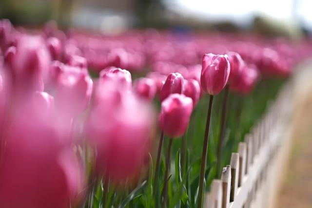 冬樱花、梅花、郁金香、虞美人......昆明最全赏花攻略请查收