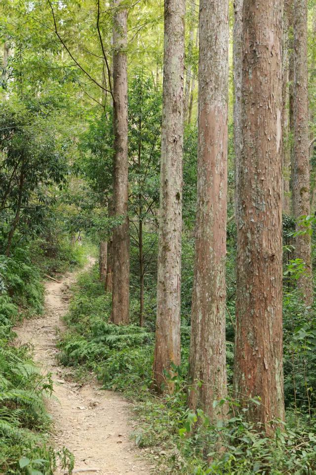 晚潮｜绿野仙踪，千岛湖牧心谷徒步