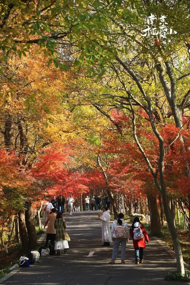 官宣：栖霞山进入最佳观赏期！