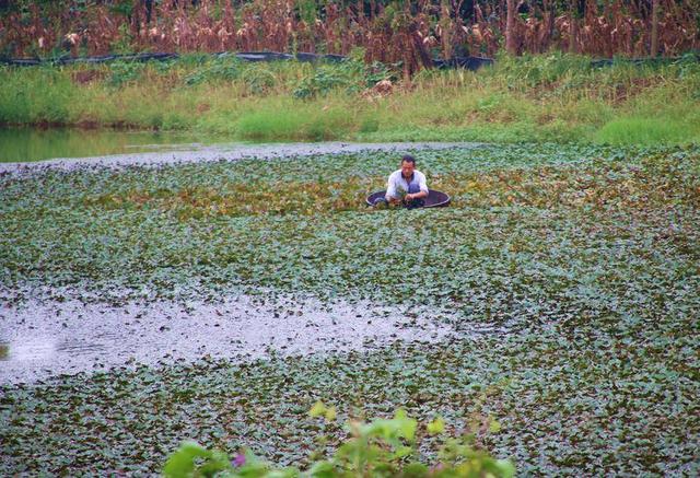 孝南：深秋湿地 韵律的盛宴