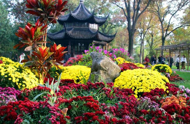 江苏苏州：菊花在寒意中傲然盛开