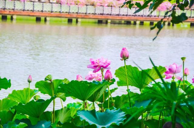 菜园寻宝、萌物见面、露天电影……来浦江郊野公园，名额有限！