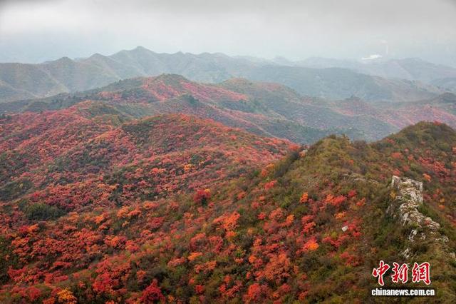 山西柳林天然林区迎来红叶观赏期