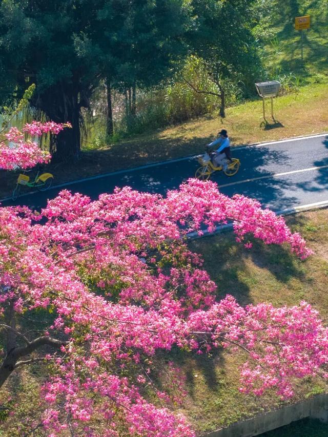 最美松湖｜秋冬花界“天花板”，快来这些地方赏异木棉