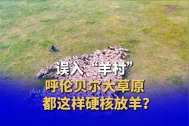 边疆党旗红｜呼伦贝尔大草原都这样硬核放羊？图片