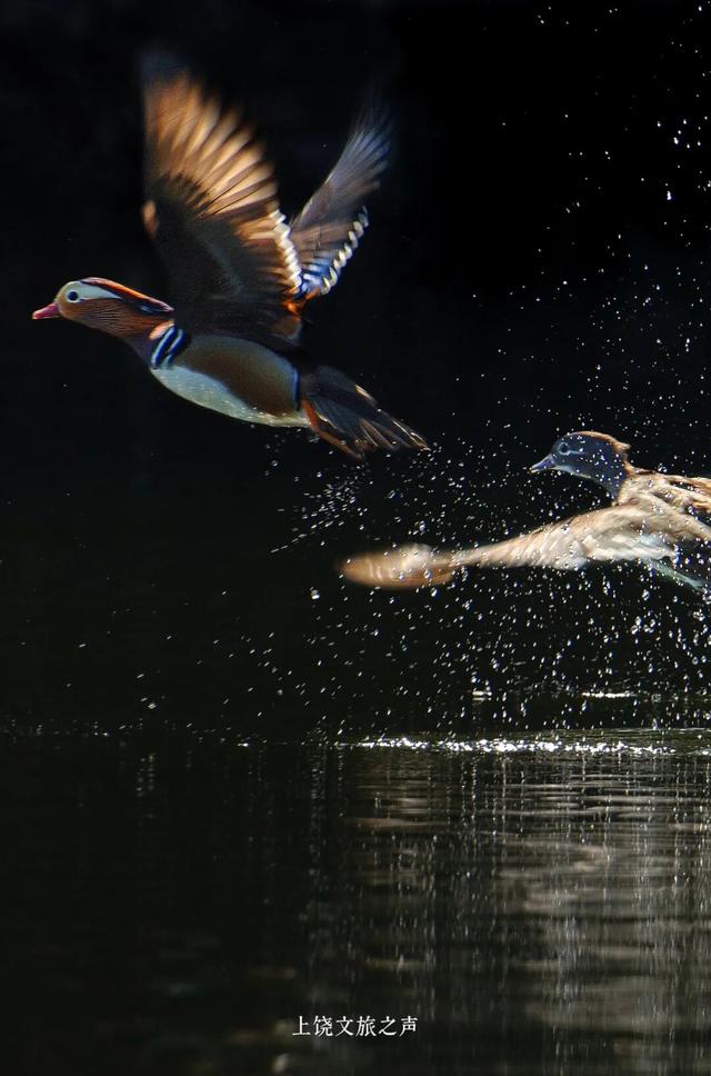 赶紧收藏！上饶冬天真正的“顶流”是它们！这些观鸟地你准备什么时候来？