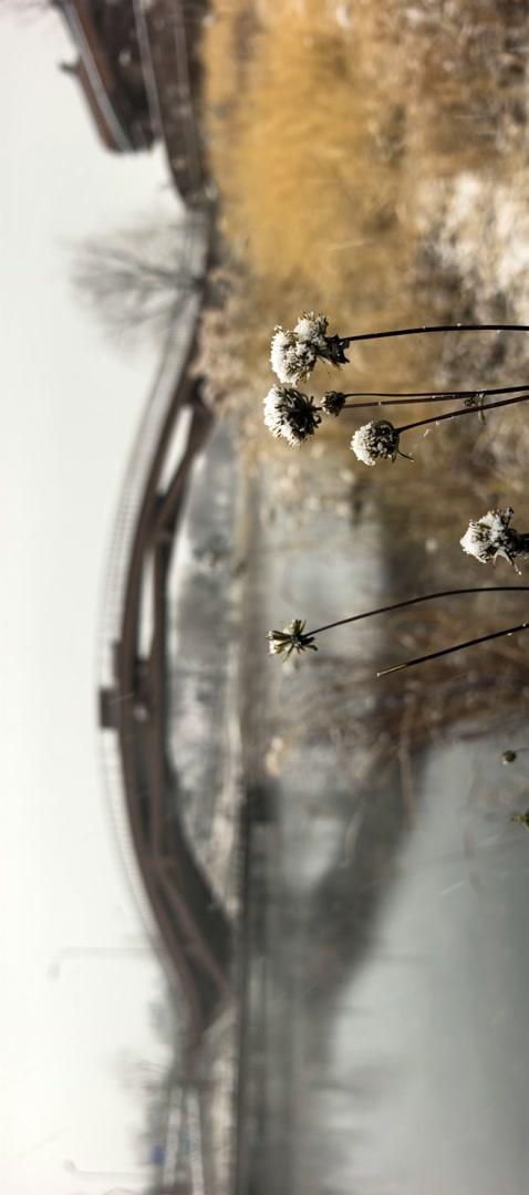 清河之洲，在河之洲看雪景！