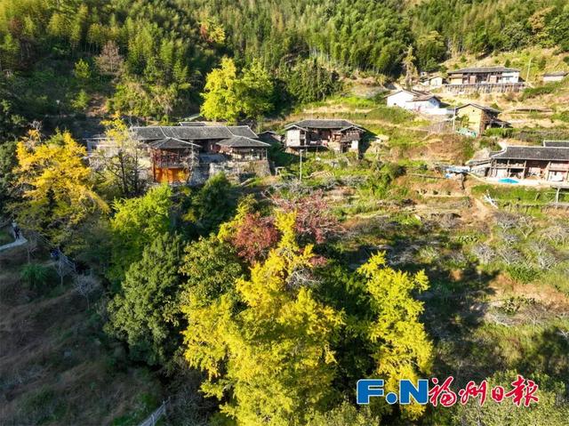 惊艳上线！福州这里变身“黄金村”！还有人靠它悄悄赚钱……