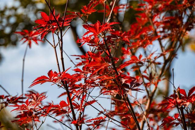 武汉常青公园全面开放露营区域，市民可享“红叶树下”悠闲时光