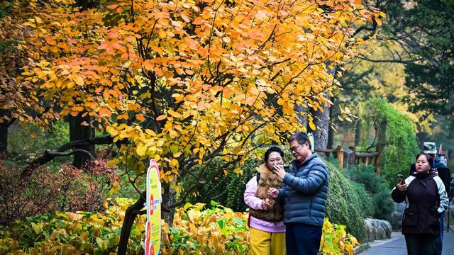 香山彩叶变色率已达75%-85%，这12处捡秋点位超出片