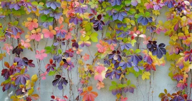 趁秋色浪漫，见一面吧