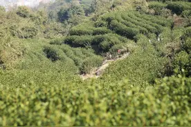 温州乡村长出“金疙瘩”，土特产全产业链产值突破300亿元图片