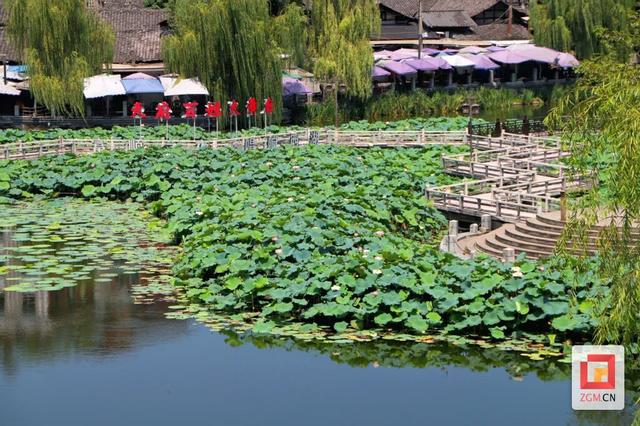 富顺西湖：荷气袭人知昼暖 满湖风露一城香