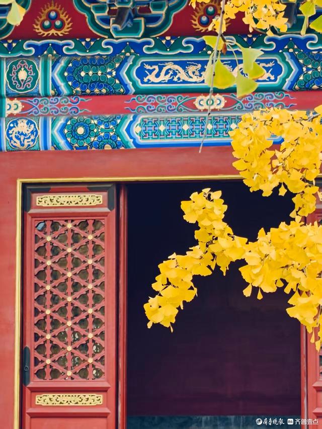 文庙秋韵，金叶叩红墙