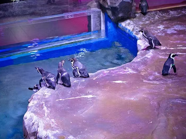 想在闵行过《疯狂动物城》里的生活？雨林区、冰川镇就在你身边→