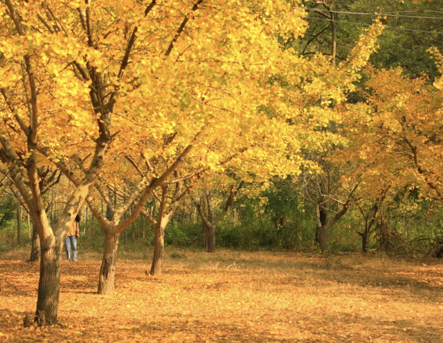河南银杏进入“颜值巅峰”！这份捡秋攻略赶紧码住！