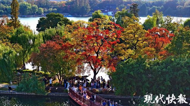 南京莫愁湖“网红”乌桕，层层叠叠的斑斓把秋意拉满