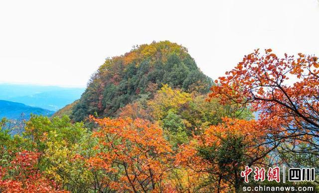 广元昭化牛头山彩林迎来最佳观赏期