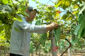 攸县：激励青年人才返乡创业 为乡村振兴注入青春力量图片