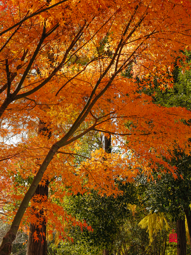 红红红红！红“枫”了！