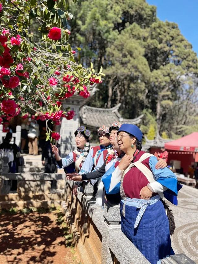 花漾丽江丨春来赏花，玉峰寺山茶如约绽放！