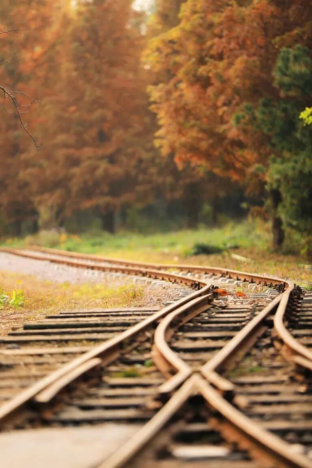 这片焦糖色的“童话森林”，美得藏不住了！