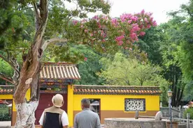 美好生活在云南｜百年紫薇古树花开灿烂，惊艳夏日时光图片