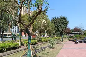 荔圃春风公园增植荔枝树 涪陵历史文化名片添新绿图片