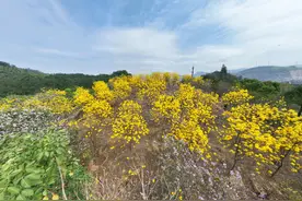 多图｜阳春三月百花艳，来东莞樟木头共赴“春日盛宴”图片