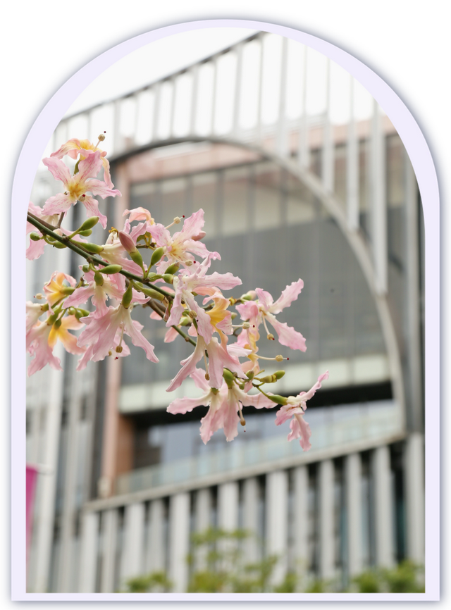 粉色花海，已开遍龙华