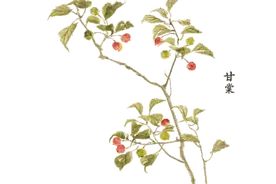 吃梨正当时，哪一种是你的最爱？图片