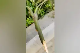 男孩夜间被伸出花坛的断树枝戳伤眼球，市民热线：警方已介入视频封面