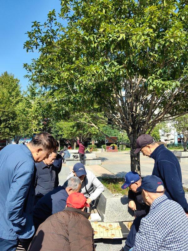 武汉第二波桂花开了，去这些公园可赏金桂满枝